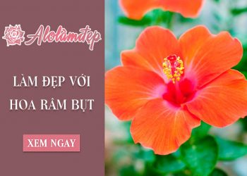 Top 2 cách làm đẹp với hoa râm bụt để có được làn da khỏe mạnh