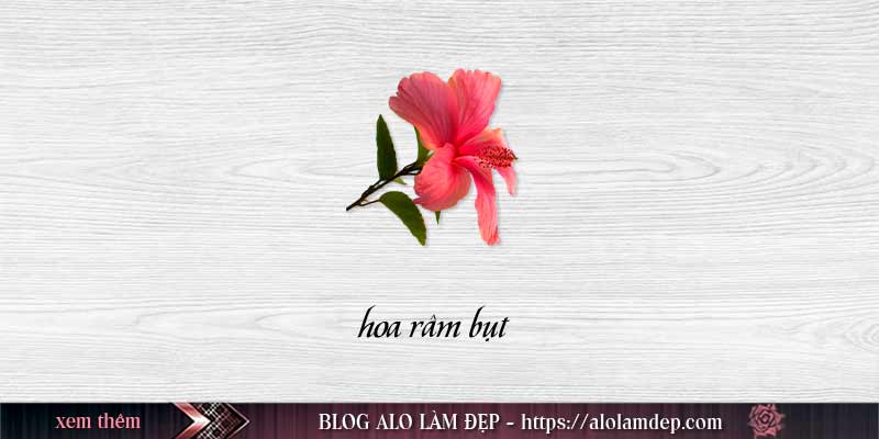 Cách làm đẹp với hoa râm bụt để có được làn da khỏe mạnh