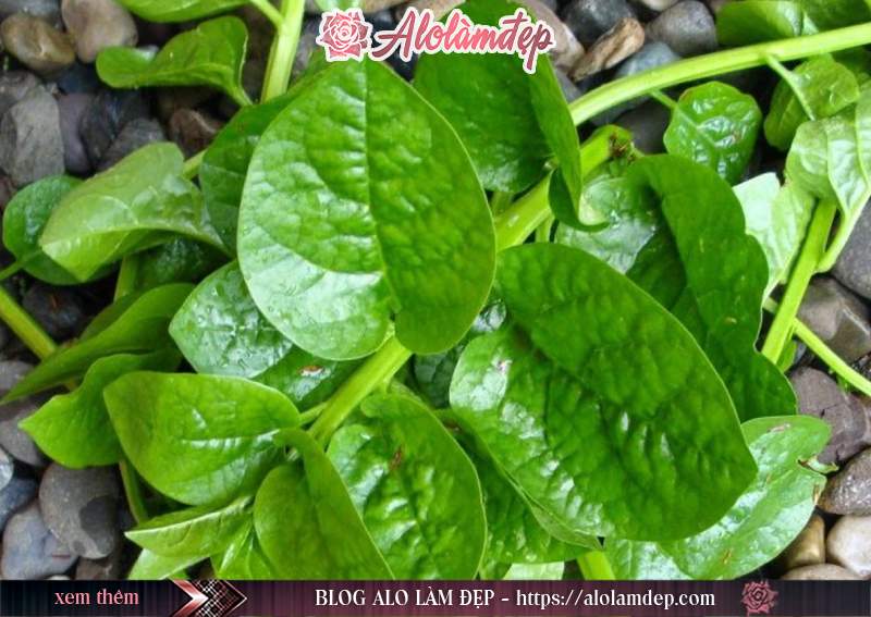 Những chú ý khi lựa chọn mua rau mồng tơi