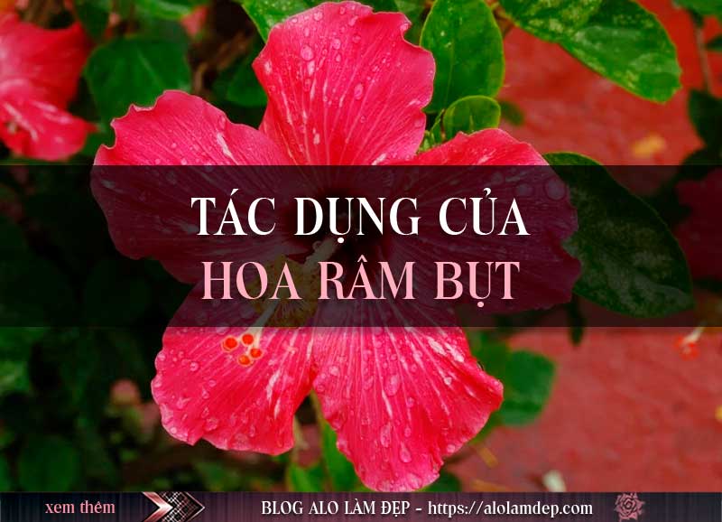 Cách làm đẹp từ hoa dâm bụt có thực sự hiệu quả?