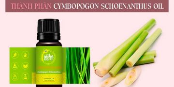 Cymbopogon Schoenanthus Oil là gì