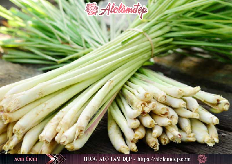 Cymbopogon Schoenanthus - Chi Sả