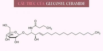 Glucosyl Ceramide là gì