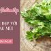 Cách làm đẹp từ rau mùi tại nhà