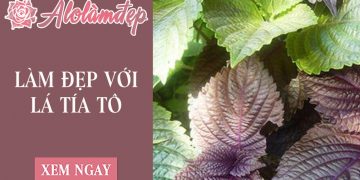 Cách xông mặt bằng lá tía tô tại nhà
